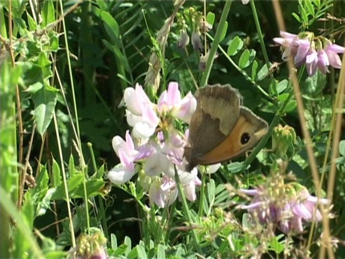 Großes Ochsenauge (Maniola jurtina), Weibchen, Flügelunterseite : Xanten, Bislicher Insel, 06.07.2004